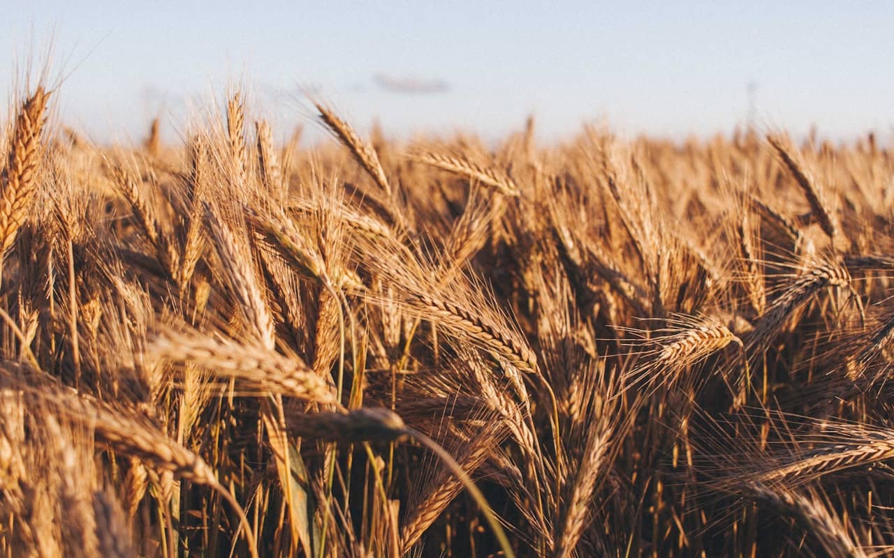 CALI TRADING — Agricultural & Fertilizers Trading